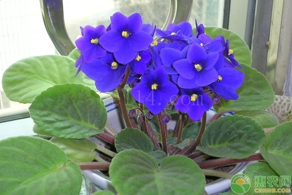 紫羅蘭和紫竹梅有什么區別？